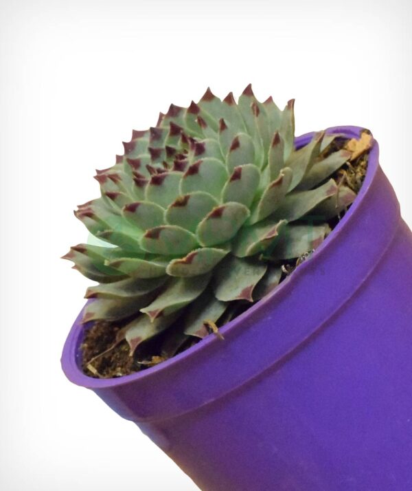 Common Houseleek - Sempervivum Tectorum - Image 2