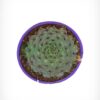 Common Houseleek - Sempervivum Tectorum - Image 3