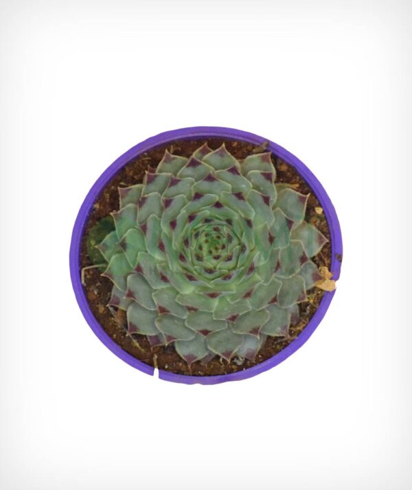 Common Houseleek - Sempervivum Tectorum - Image 3