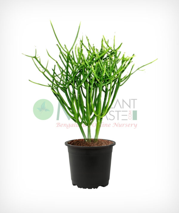 Sticks on Fire - Pencil Plant
