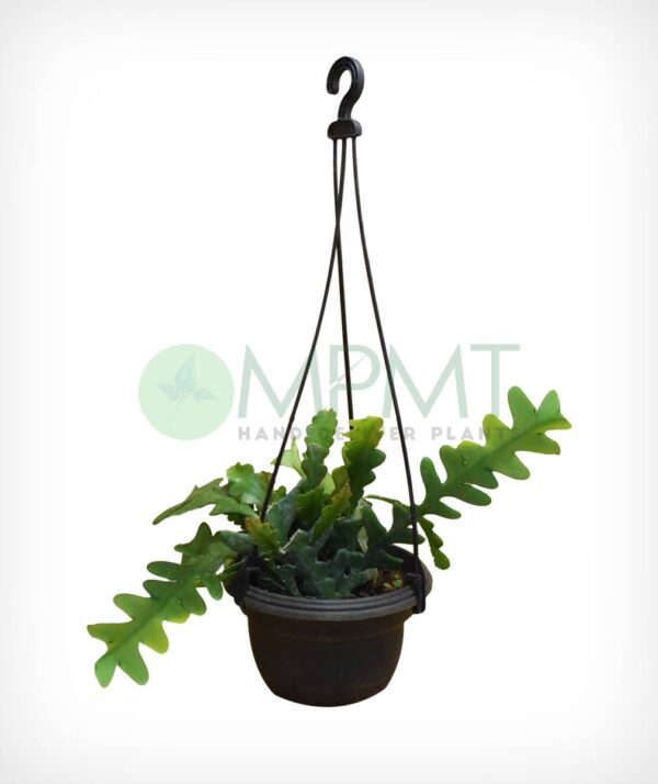 Fishbone Cactus - Epiphyllum anguliger - Image 2