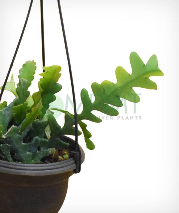 Fishbone Cactus - Epiphyllum anguliger