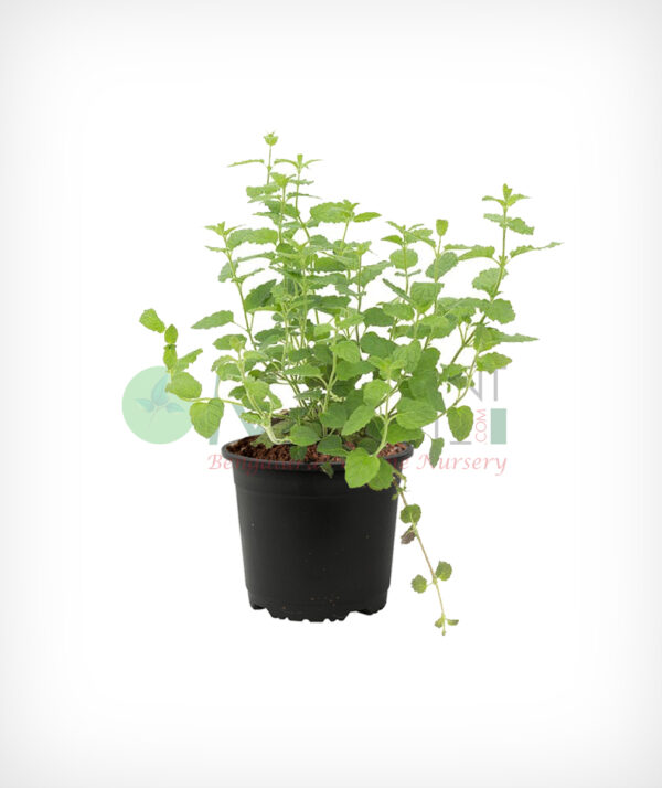 Mentha-X-Piperita-Strawberry (Vicks plant)