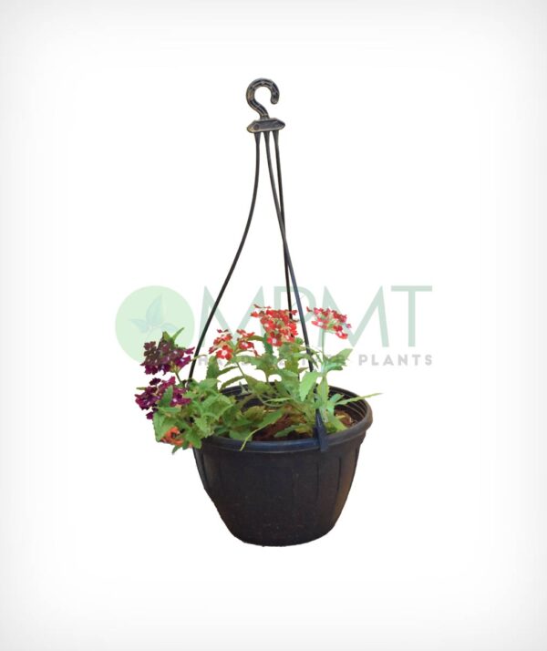 Verbena - Hanging pot