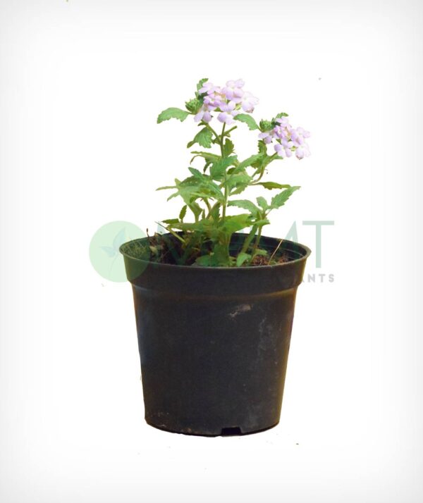Verbena - Bangalore Delivery only