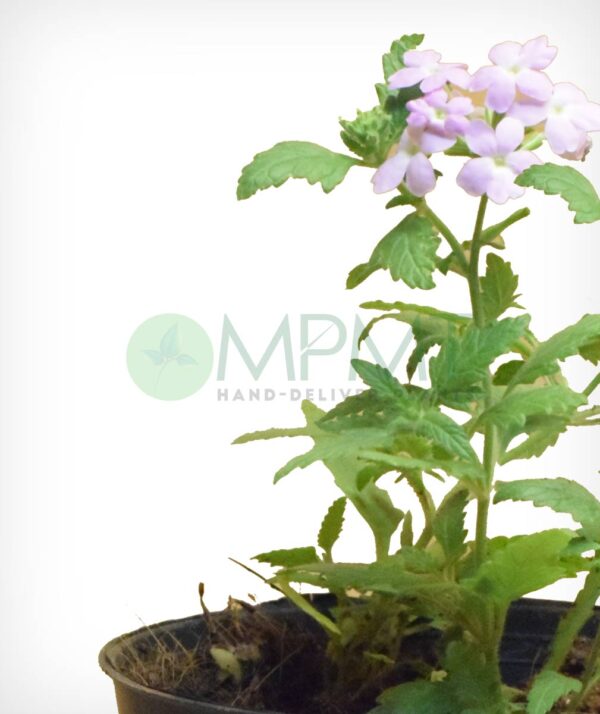 Verbena - Bangalore Delivery only - Image 2