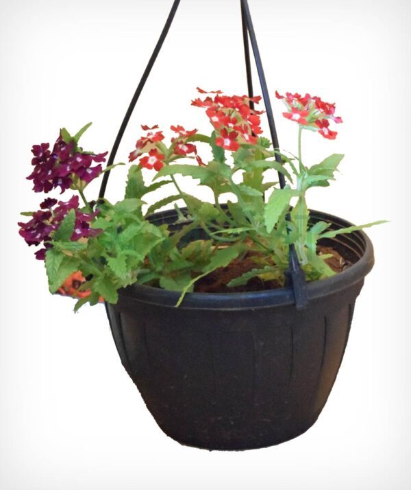 Verbena - Hanging pot - Image 4