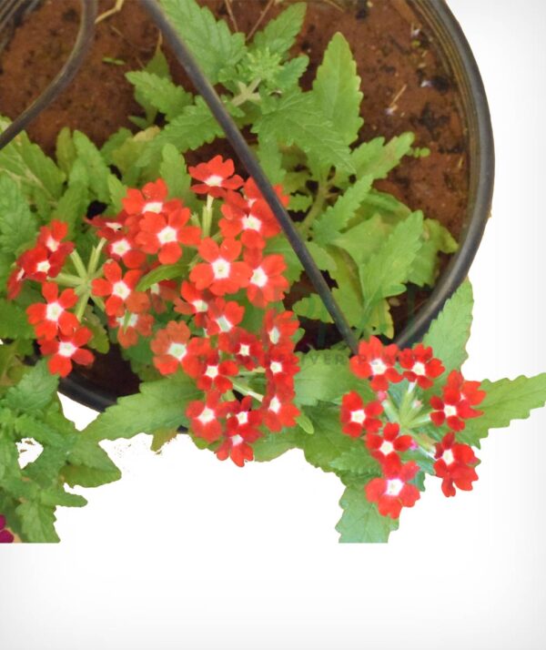 Verbena - Hanging pot - Image 2