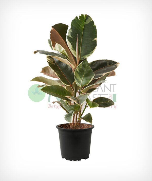 Rubber Tree Variegated