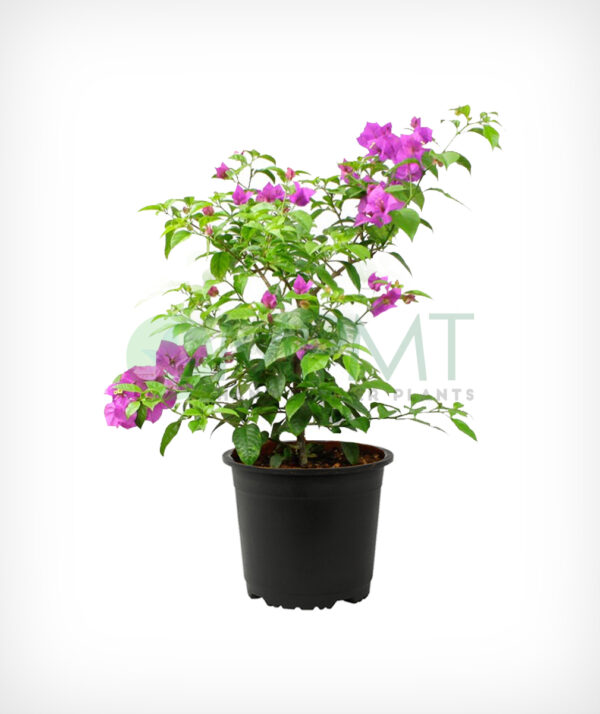 Bougainvillea