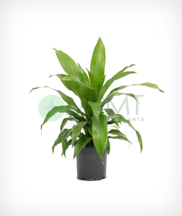 Janet Craig / Dracaena deremensis