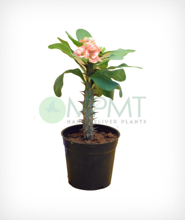 Euphorbia Miniature