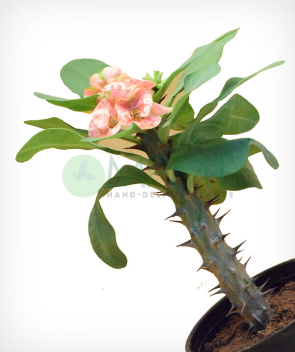 Euphorbia Miniature - Image 2
