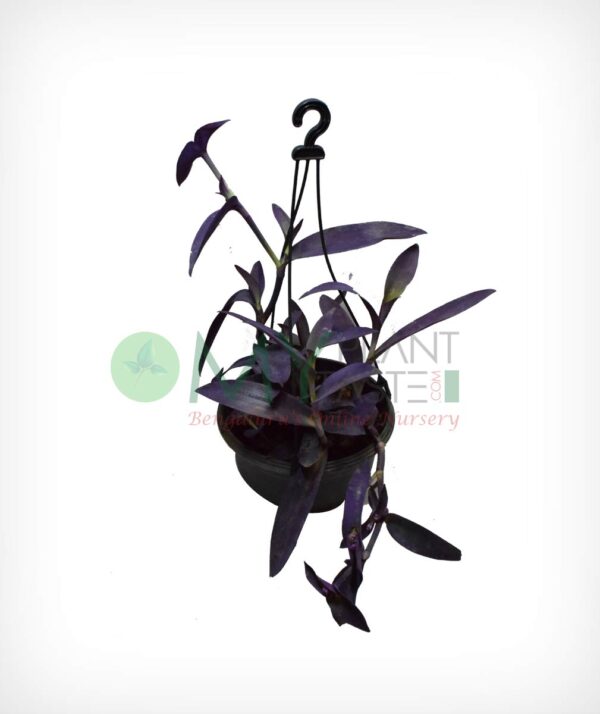 Purple Heart Wandering Jew (Tradescantia pallida) - Image 3