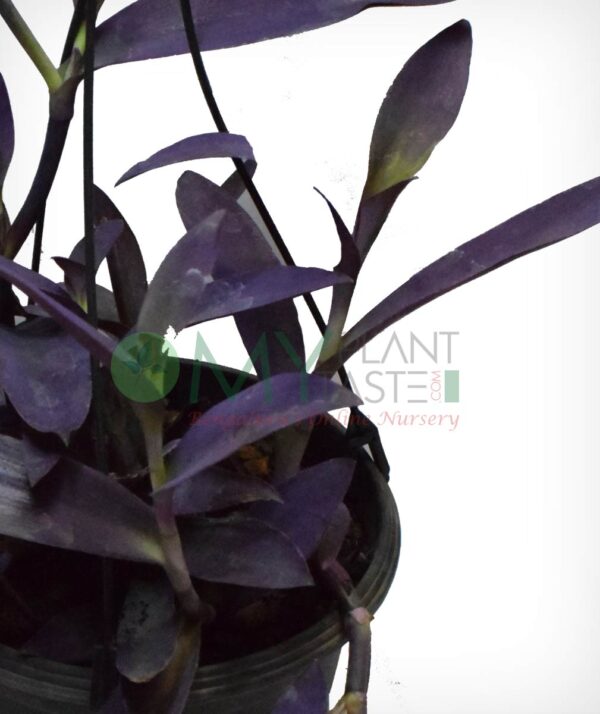 Purple Heart Wandering Jew (Tradescantia pallida)