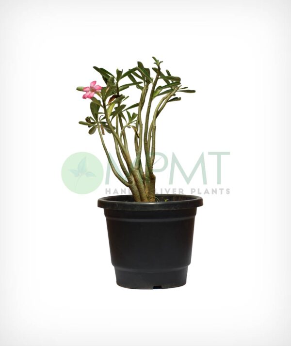 Desert Rose / Adenium obesum