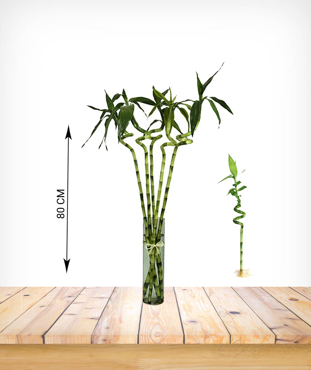- Ascending Twists Of Luck: Spiral Bamboo For Abundance And Serenity
