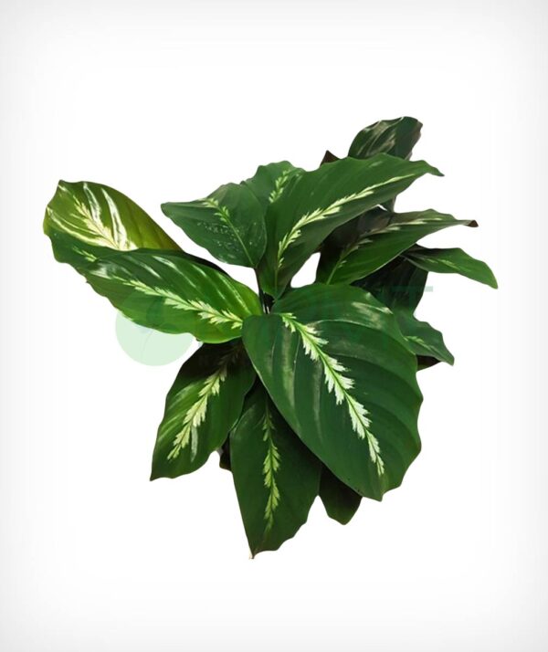 Calathea Louisae (Maui queen)