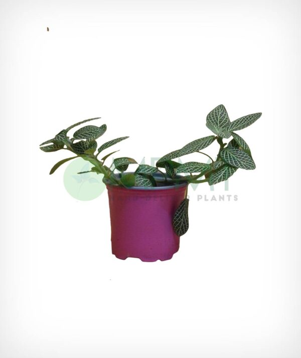 Fittonia Leather Leaf - Image 2