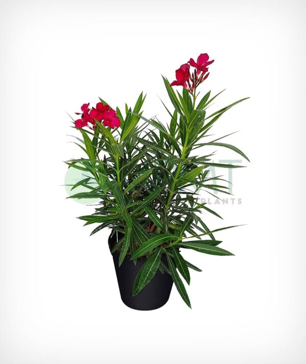 Oleander plants (Nerium oleander)