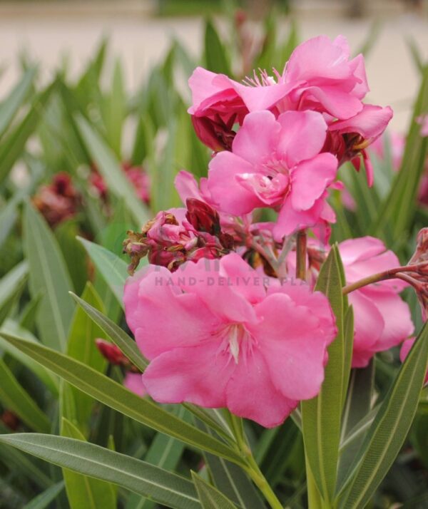 Oleander plants (Nerium oleander) - Image 2