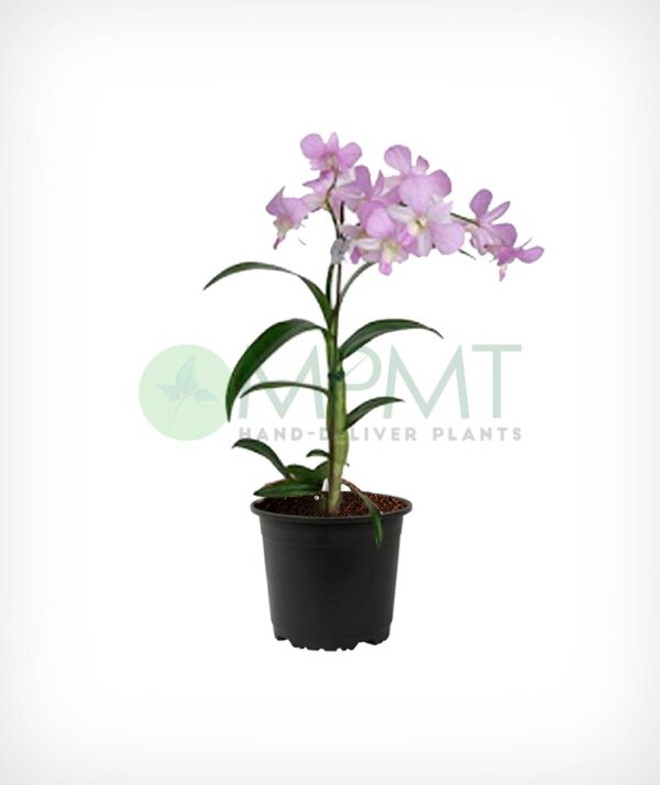 Orchid Dendrobium Multi Colors - Image 2