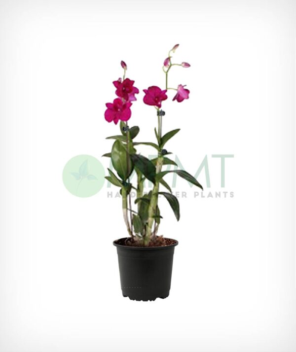 Orchid Dendrobium Multi Colors