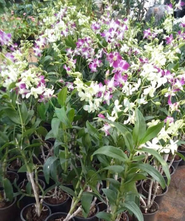 Orchid Dendrobium Multi Colors - Image 3