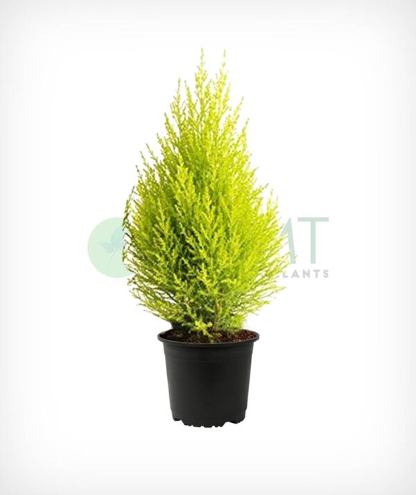 Golden Cypress