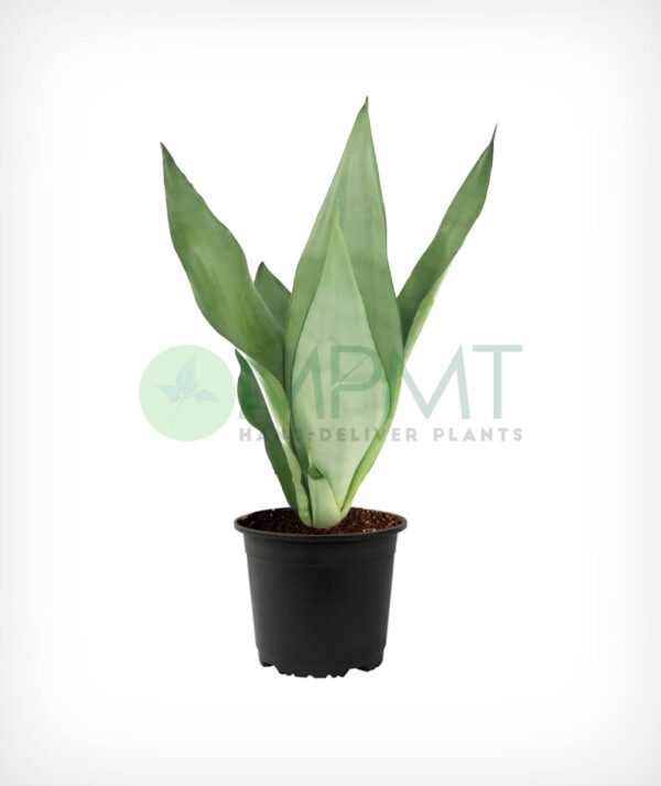 Sansevieria Moonshine
