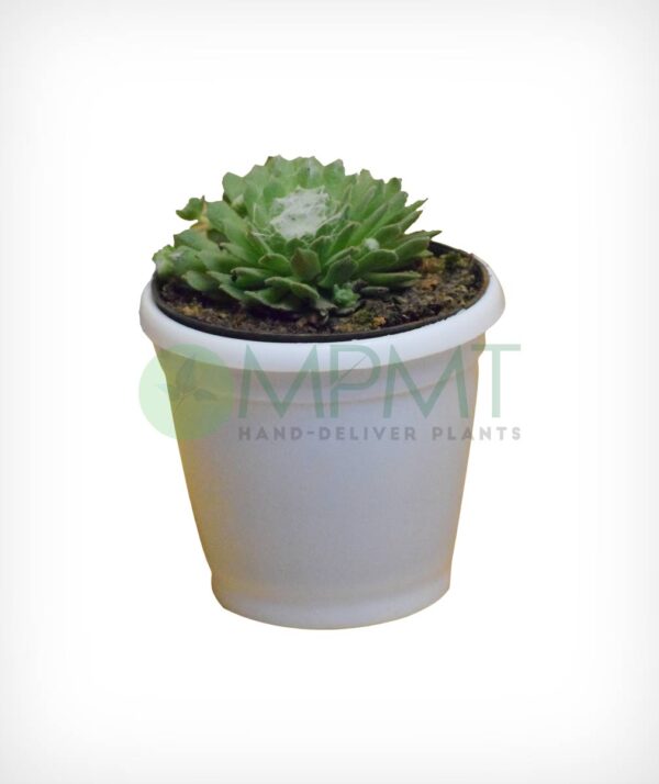 Sempervivum Arachnoideum
