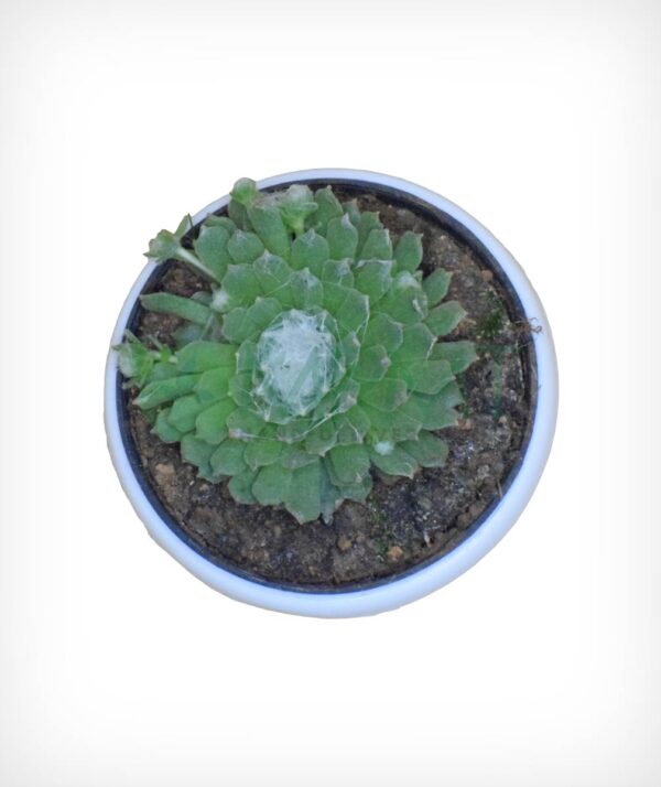 Sempervivum Arachnoideum - Image 2