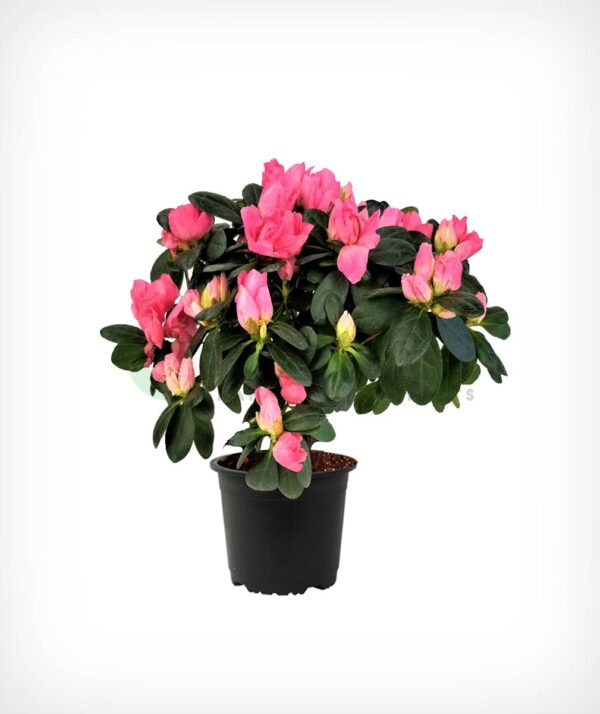 Azalea plant