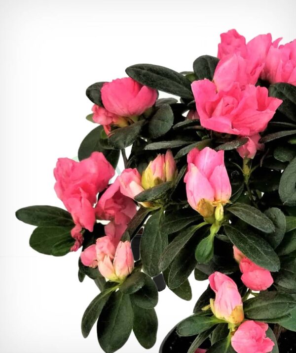 Azalea plant - Image 2