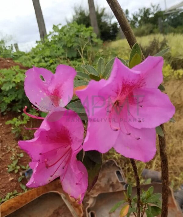 Azalea plant - Image 3