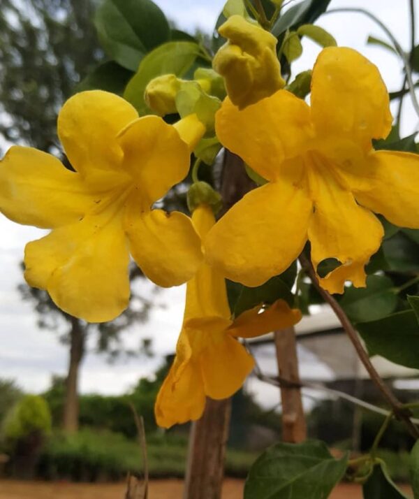 Cat’s claw creeper