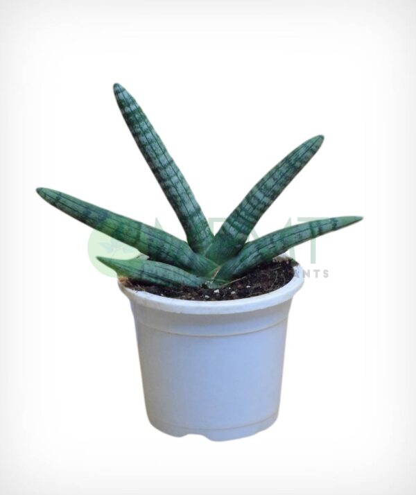 Sansevieria cylindrica – Starfish snake plant