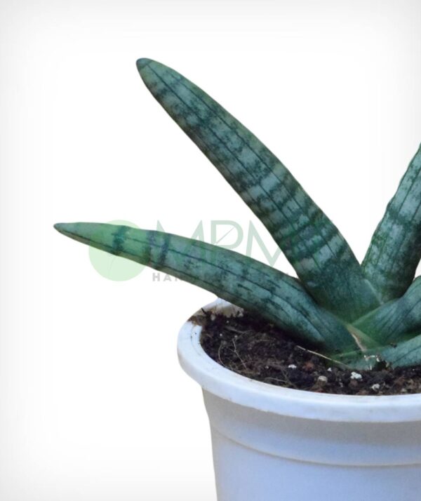 Sansevieria cylindrica – Starfish snake plant - Image 2