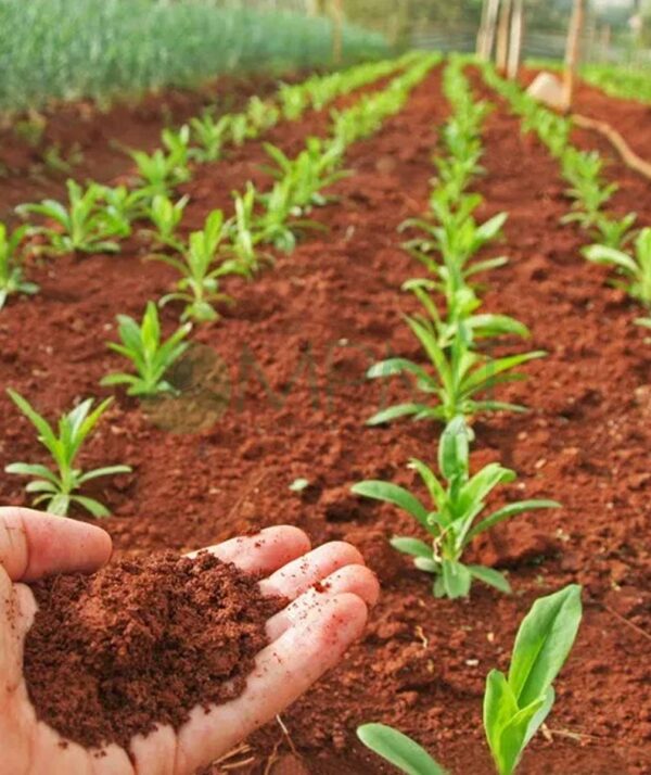 Garden Red Soil 5kg Bag - Image 2