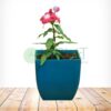 Vinca Plants - Image 6