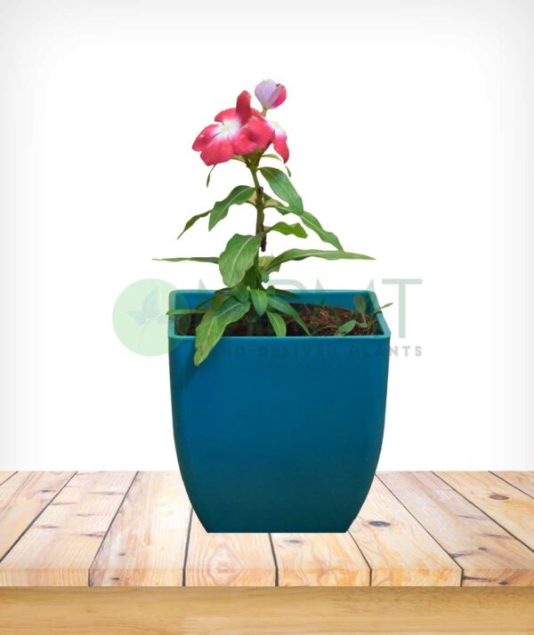 Vinca Plants - Image 6