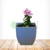 Vinca Plants - Image 5