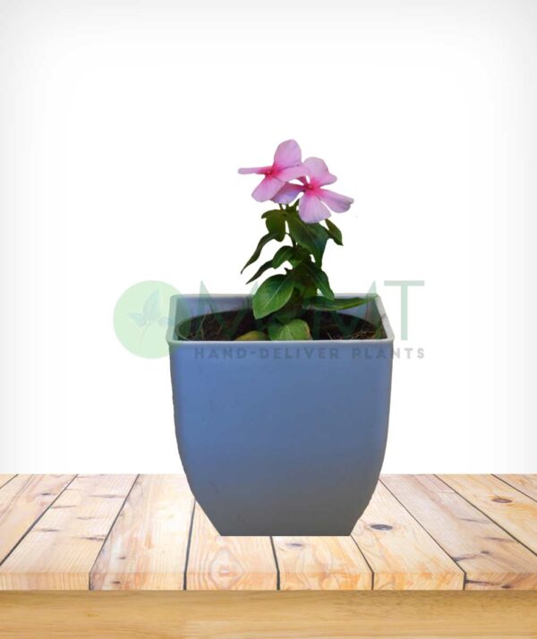 Vinca Plants - Image 5