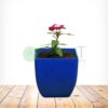 Vinca Plants - Image 4
