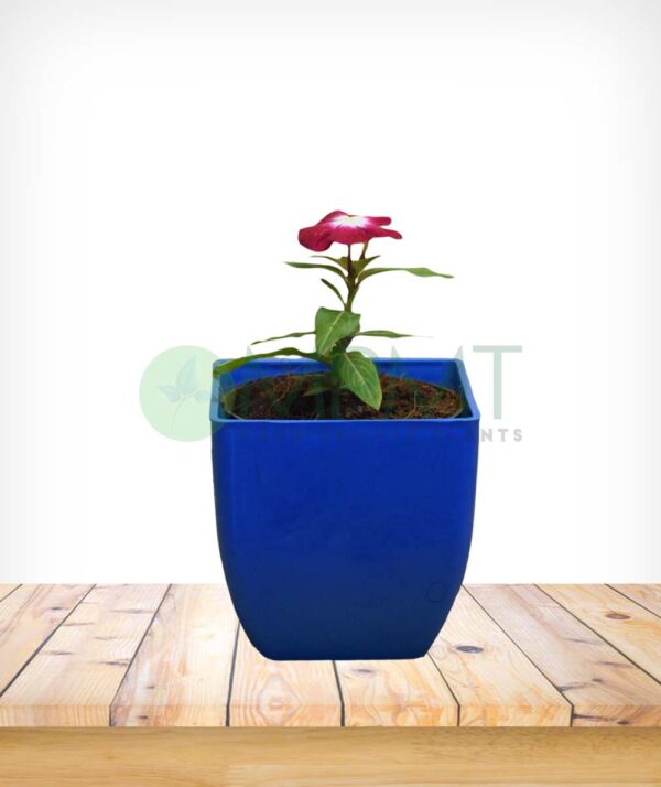 Vinca Plants - Image 4