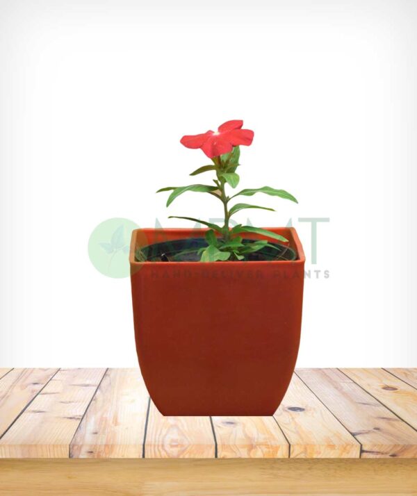 Vinca Plants