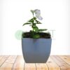 Vinca Plants - Image 2