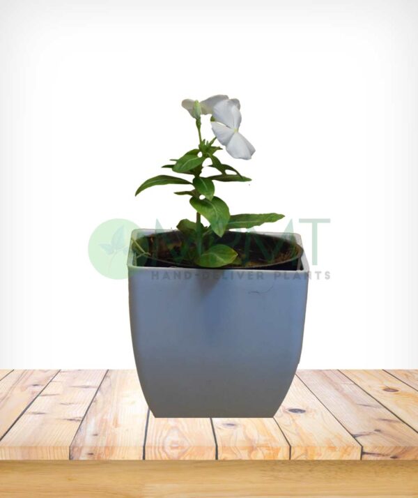 Vinca Plants - Image 2