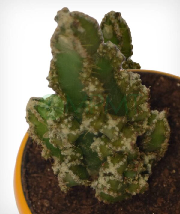 Acanthocereus tetragonus ‘Fairy Castle Cactus’ - Image 2