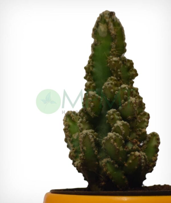 Acanthocereus tetragonus ‘Fairy Castle Cactus’ - Image 3